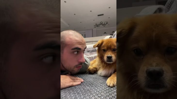 That face says ‘Seriously.  #pet #funny #dog #foryou #asmr #shorts #shortsvideo