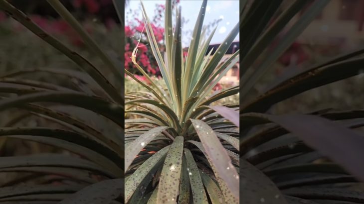 🌻🥀🌻 The naturs of beauty 🌺🌼❤️// #dkvloger614 #shirtvideo #short #viralshort #shortvide#trendingshort