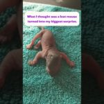 This Is how I met my Pet Best friends #shorts