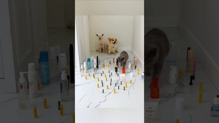 This man gave his pet a Challange