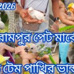 Today Shrirampur Pet Market 🦜 Exotic Birds at Cheapest Price 🐦08/03/2026🦜 হ্যান্ড টেম পাখির ভান্ডার🦜