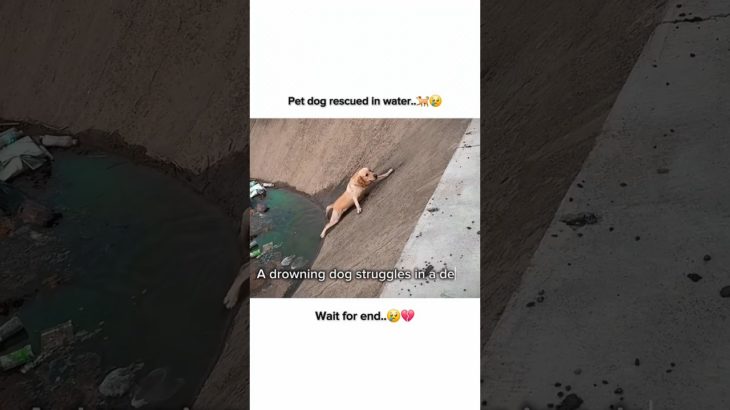 We saved the life of a pet dog that fell into the water🐕😢 – #shorts #dogrescue #petdog #emotional