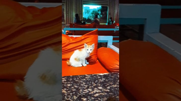 What a swag! #nature #cat #cats #catshorts #pets #pet