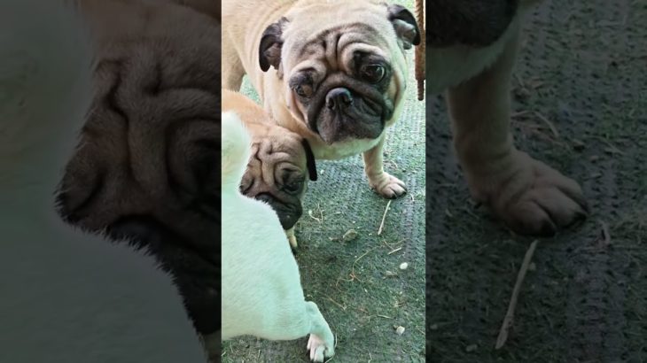 What are the symptoms, Pug? #dog #pet #dog #pug #reelsfb #viralshorts