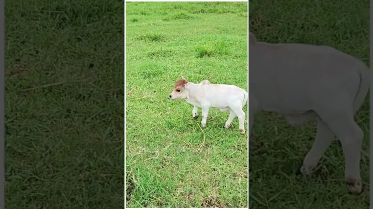 Where Time Stands Still: Goshala Life 😱 So Wholesome! #pet #cow #cute #wow #lol #omg #now