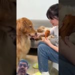 Your cute pet has transformed into a clever, sensible dog, granting you additional benefits#dog