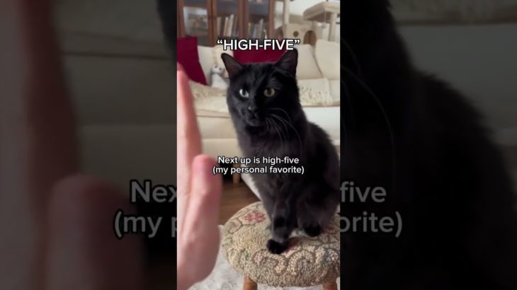 #ad | You can find @acanapetfood Lickables  today at your local pet store! #ACANAPartner