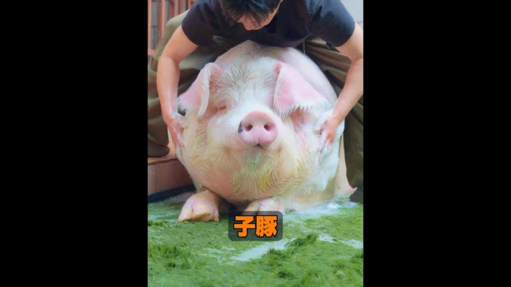 ペットの豚はどれくらい大きくなるのか？ #自然 #animals #動物プロダクション #動物