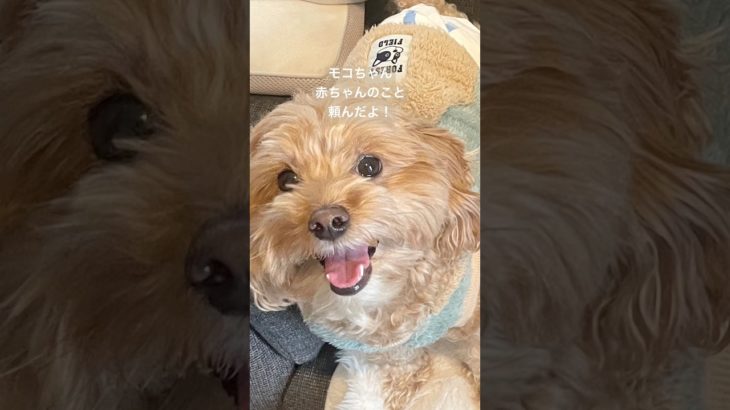 【犬と赤ちゃん】ラキの親友のモコちゃんの家に赤ちゃんがやってきた#赤ちゃんと犬 #犬#ミックス犬 #babyanddog #shorts