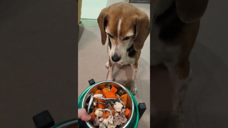 ビーグル栗［飯だ]#ビーグル #ビーグル犬栗 #beagle #beagles #pet #ペット #大阪 #萌 #かわいい #犬 #dog #たのしい #比格 #比格犬板栗　#比格大魔王