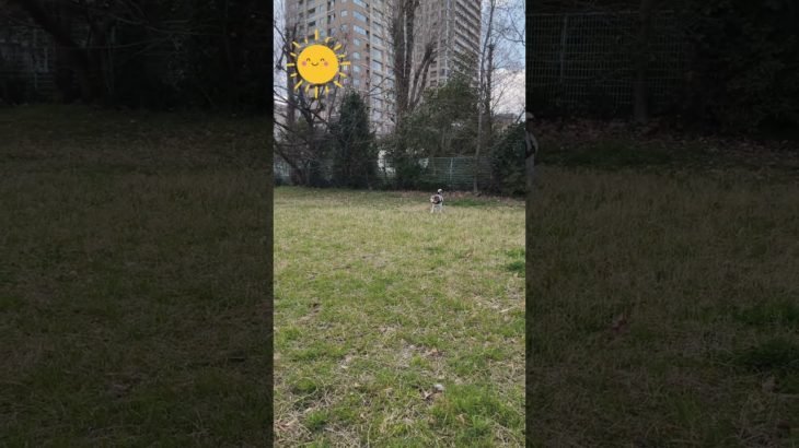 ビーグル栗🌰今日のお散歩#ビーグル #ビーグル犬栗 #beagle #beagles #pet #ペット #大阪 #萌 #かわいい #犬 #dog #たのしい  #比格 #比格犬板栗　#比格大魔王