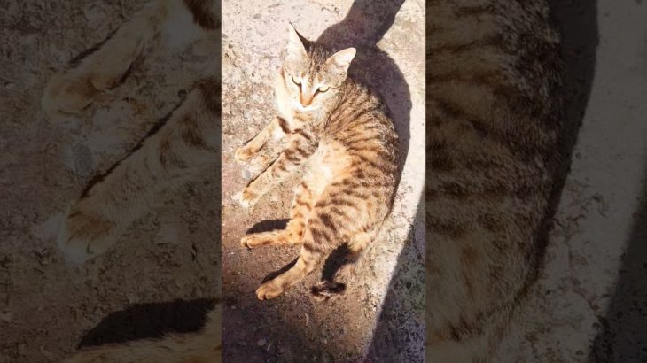 benefits of pet cat #shortvideo #shortvideo #villagecat #viral