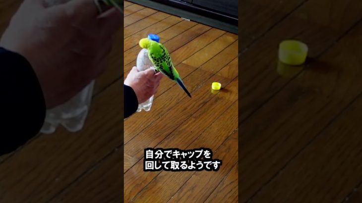 ペットボトルのキャップが気になるピーちゃん　 どうやって取ろうか考えてますね。 #セキセイインコ #インコ　#ペット #かしこい　#birds