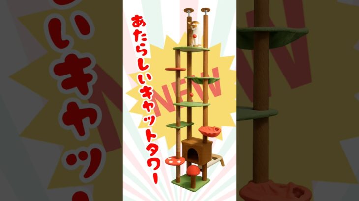 新しいキャットタワーが可愛すぎて猫も大横転！　#ペット #cat #猫のいる暮らし #保護猫
