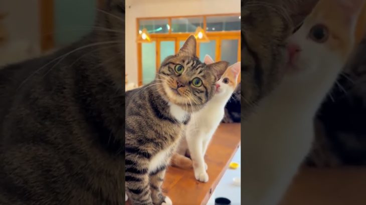 #cats #adorablecat #catlover #cutecat #catoftiktok #meow #funnycat #funnyvideos #kat #pet