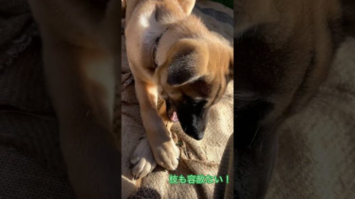 愛犬がやんちゃになってきた🎀#シェパード #イヌ #ペット動画 #いぬのいる生活 #cutedog #doglife #shepherd #puppy #子犬 #保護犬 #いぬすたぐらむ