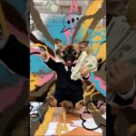 働いてまいります犬　#ペット#cutepuppy#dogstagram#puppylife