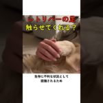 レトリバーの足触らせてくれる？ #犬 #レトリバー #ペット #dog #retriever #pet #癒し #かわいい #面白い #animal