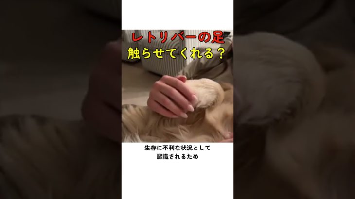 レトリバーの足触らせてくれる？ #犬 #レトリバー #ペット #dog #retriever #pet #癒し #かわいい #面白い #animal