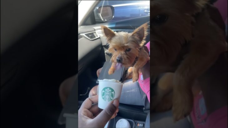 😂😂#dog #sillydog #funny #cute #happy #pet #funnyvideos #foryou #usa