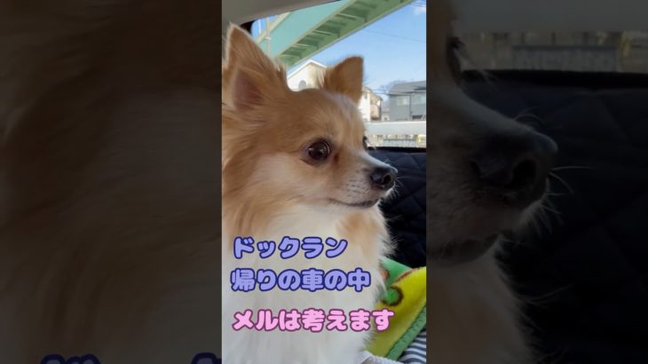 帰りの車の中、思い出したよ！ #ポメチワ #チワワ #犬のいる生活 #癒し #dogs ＃可愛い #可愛い