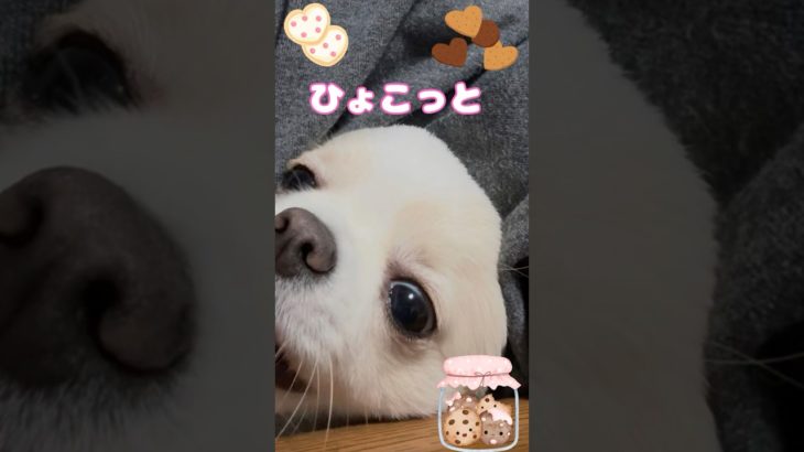 おやつ欲しさにひょこっと！どこから出てきたの？・お母さんの脇から様子を見てね。 #ポメチワ #チワワ #犬のいる生活 #癒し＃dogs