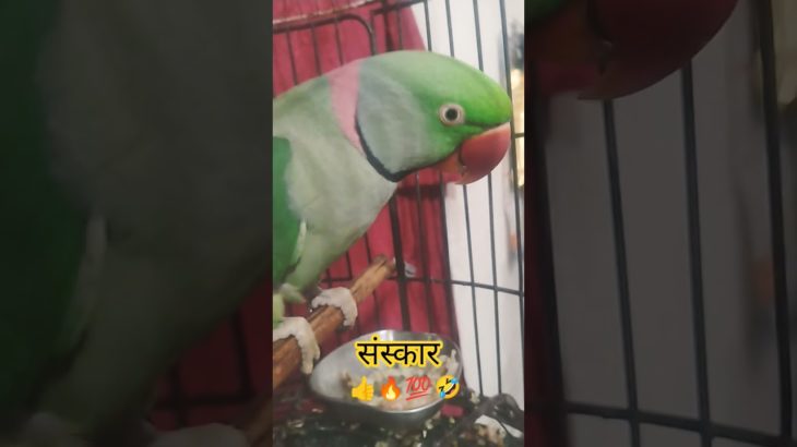 #funny#comedy#jokes#funnyvideo#cute#pet#petlover#shortsfeed#parrot#bird#ytshorts#virl#youtubeshorts