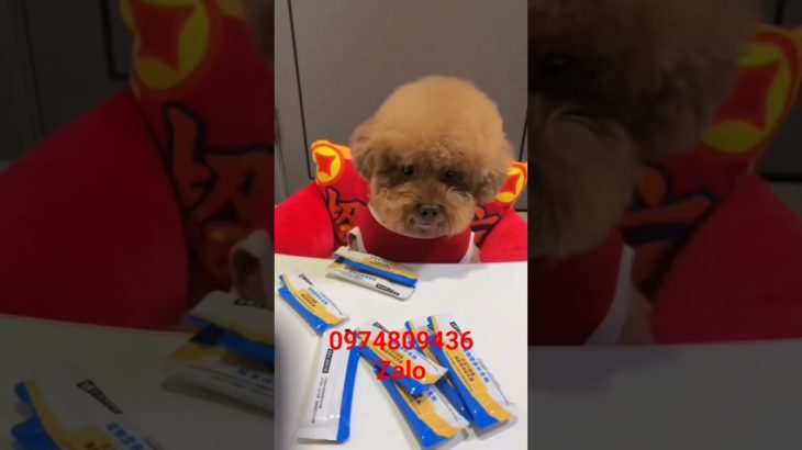 lucky 81 pet thú cưng # shorts # funny