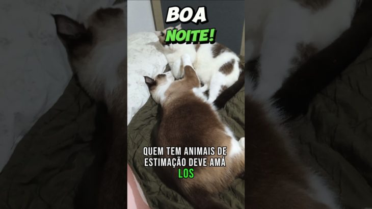 #motivação #reflexão #gatos #motivacional #animals #gatos #oração #pet #boanoiteee