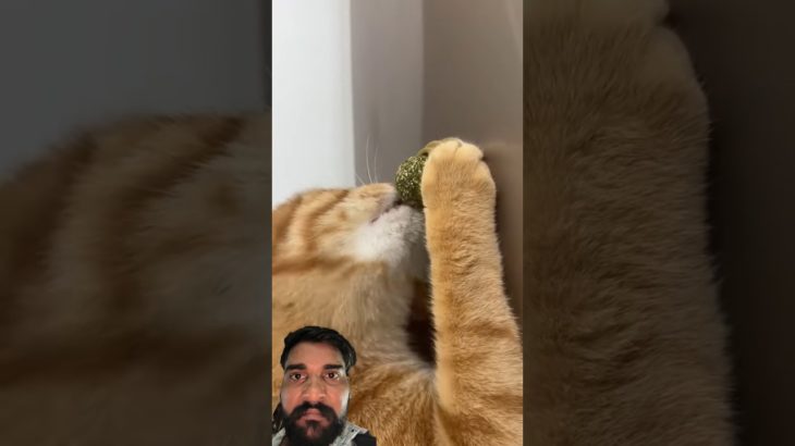 #pet #dog #cute #notapetvn #cat #facts#bestfeed #funnyanimal #funny #experiements #shorts #education