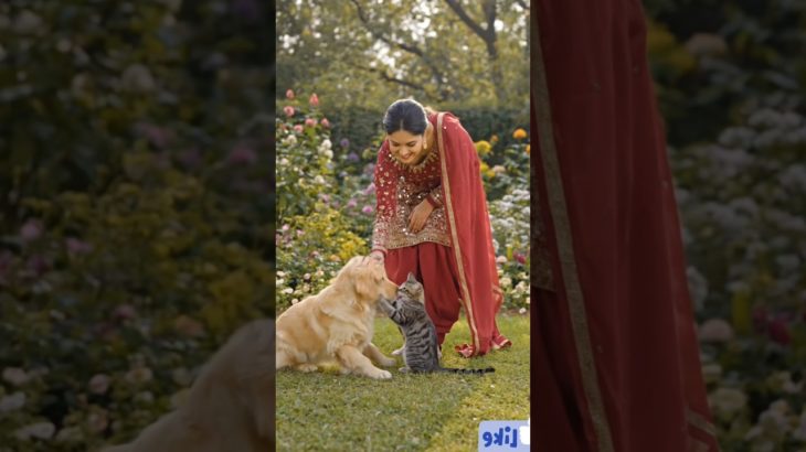 pet lover – #aivideo #petlovers #viralshorts