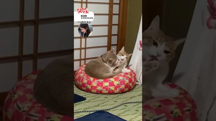 【きょうのペット】猫好きの方へ癒しをプレゼント　#通勤タイパ #魚住茉由 #pets