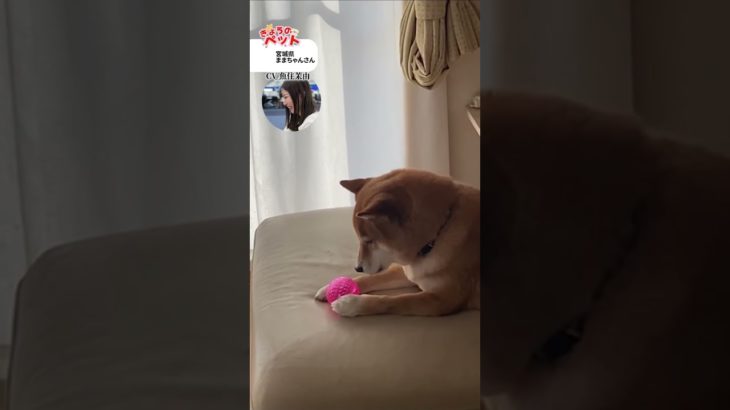 【きょうのペット】わんちゃんの遠吠え…！？　#通勤タイパ #魚住茉由 #pets