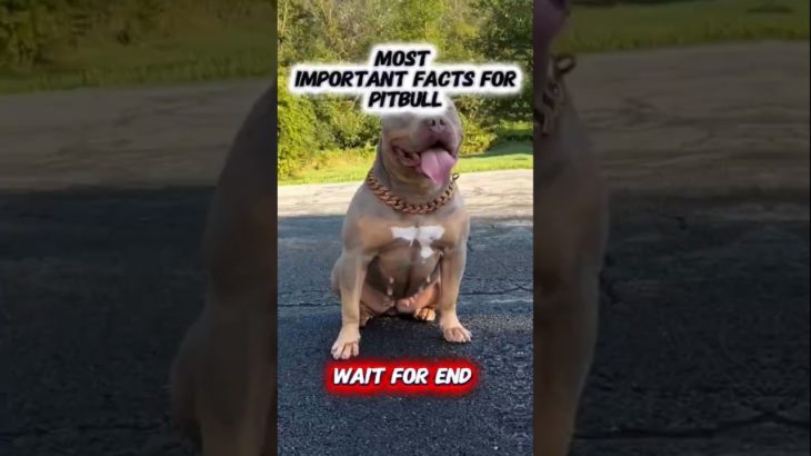 #pitbull duniya ke bahut Khatarnak dog #dogbreed #americanbully #pet