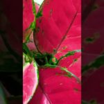 #アグラオネマビューティ#観葉植物#plants #shorts 【R8.3.12】