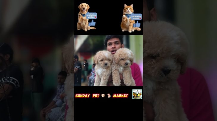 puppies | Broadway pet market | mannadi pet market | maskan chavadi #trending #reels #tamil
