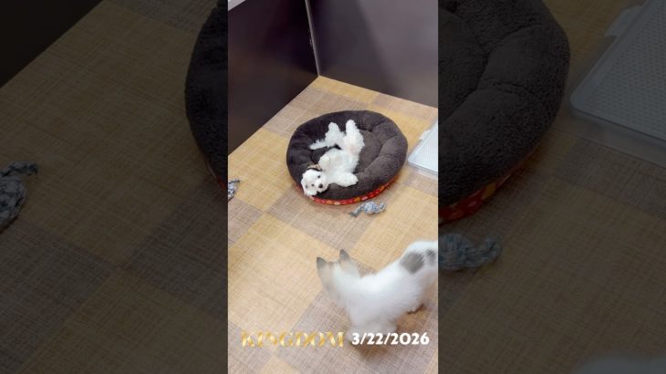 ワンワンショップpuppy Kingdom #ぱぴきん#福岡ペットショップ#ミックス犬 #199800円#犬のいる暮らし