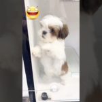 ワンワンショップpuppy Kingdom #仔犬 #puppy #可愛い #福岡ペットショップ