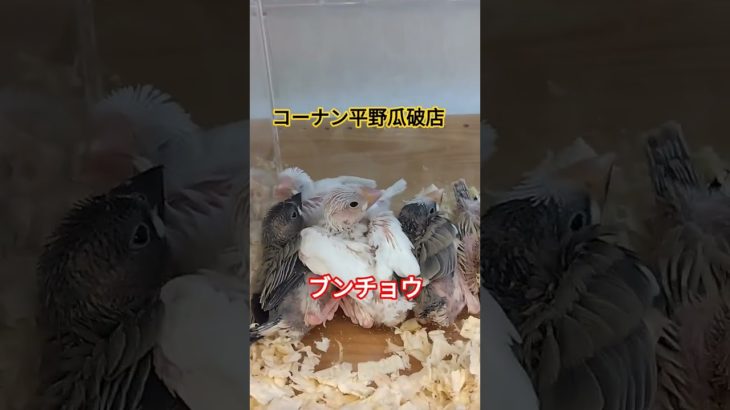 ヒナ鳥が新しく入って来てます！#ペットプラザ平野瓜破店#小動物 #大阪#コーナン#reptile#reptiles#smallanimals#birds #オカメインコ#ぶんちょう