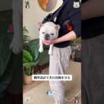 【ハンサム犬】このハーネス、カッコよすぎ…！roomert の新作で、街中の視線を独り占め。😎🐾✨ #ハンサムな犬 #犬服 #犬とお出かけ #ストリートファッション #かっこいい犬 #PR