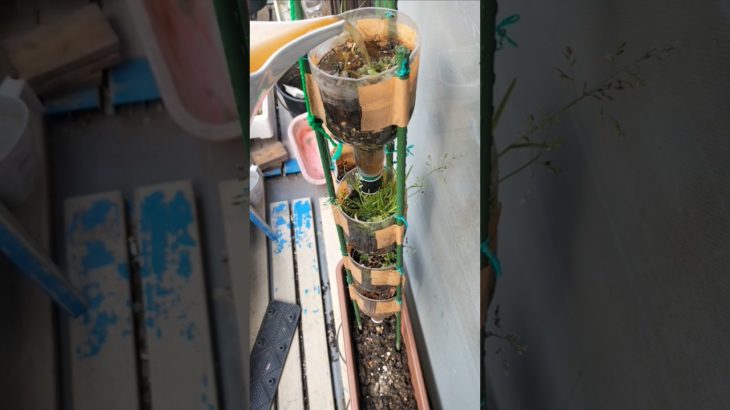 【農学修士地獄#sdgs 】#ペットボトル コンポストタワーをプランターにレイアウト変更し、排水問題を解決した2月18日某日#ベランダ菜園 #貧乏生活 #独身中年 。