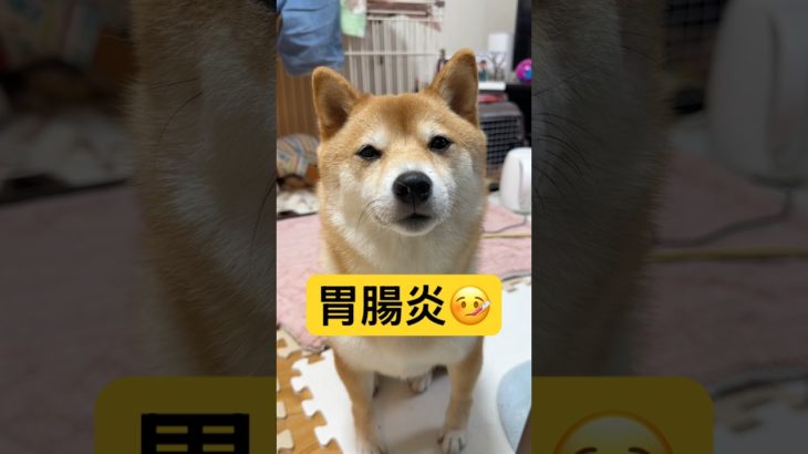 ウイルス性胃腸炎でした😖#柴犬 #豆柴 #shibainu #犬 #犬のいる暮らし #shorts
