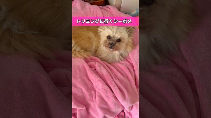 トリミングしに行くシーポメ #shihtzu #pomeranian #dog #ペットのいる生活 #癒し動画 #犬のいる暮らし #ペットあるある #わんこ動画 #ペットとの日常