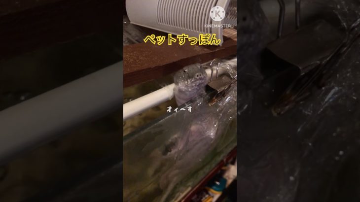 すっぽんペットです🐢　#セカスポ　#すっぽん　#飼育　#料理　#世界すっぽん推進会　#shoot