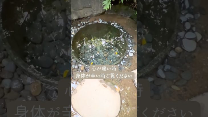 【お空ペットから】心が痛い時にご覧ください🌈　#アニマルコミュニケーション  #アニマルコミュニケーター  #スピリチュアルヒーラー  #ペットロス  #ペット  #short