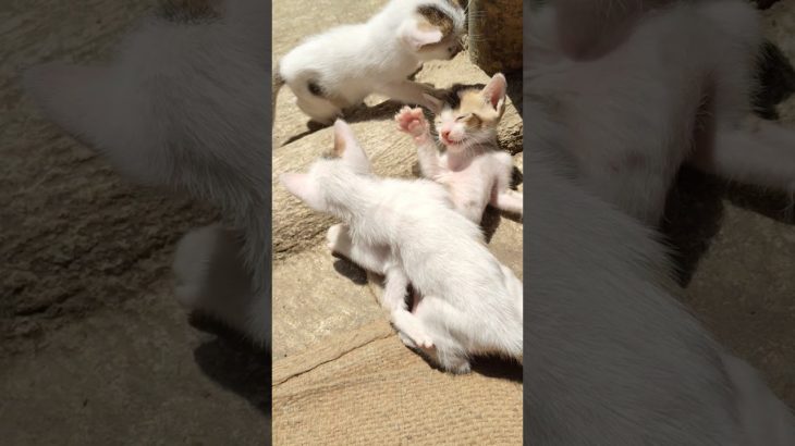 ভুতু,রানি লড়াই করছিস#ভুতু #রানি #লড়াই  #short#cat#pet🐾🐱🔥❤🤼