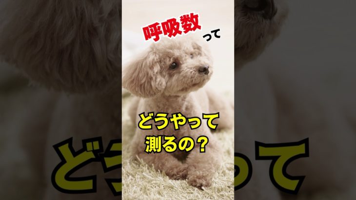 呼吸数ってどうやって数えるの？#shorts #動物病院 #犬 #犬のいる生活 #かわいい＃僧帽弁閉鎖不全＃雑音＃心臓病＃犬好き＃ペット