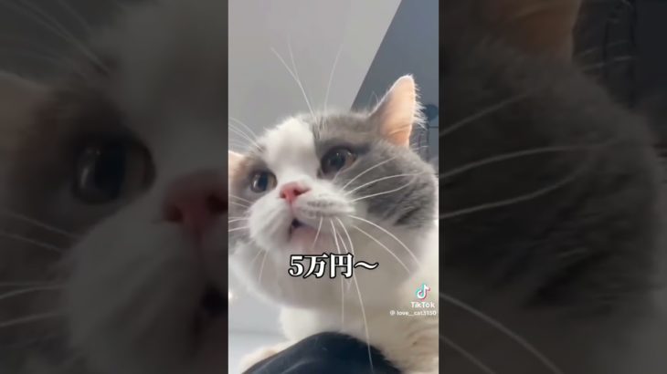 喋る猫達が面白い#猫#shorts#かわいい#面白い#ペット#猫面白い