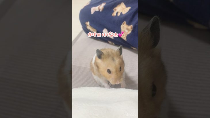 かわいいなぁ😊#ハムスター#かわいい #ペット #shorts