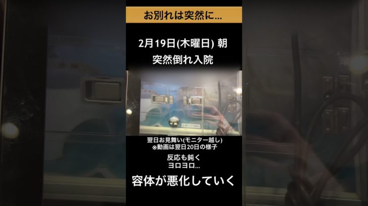 【ペットロス】どうして…愛犬を亡くしました  #チワワ #ペットロス #shorts